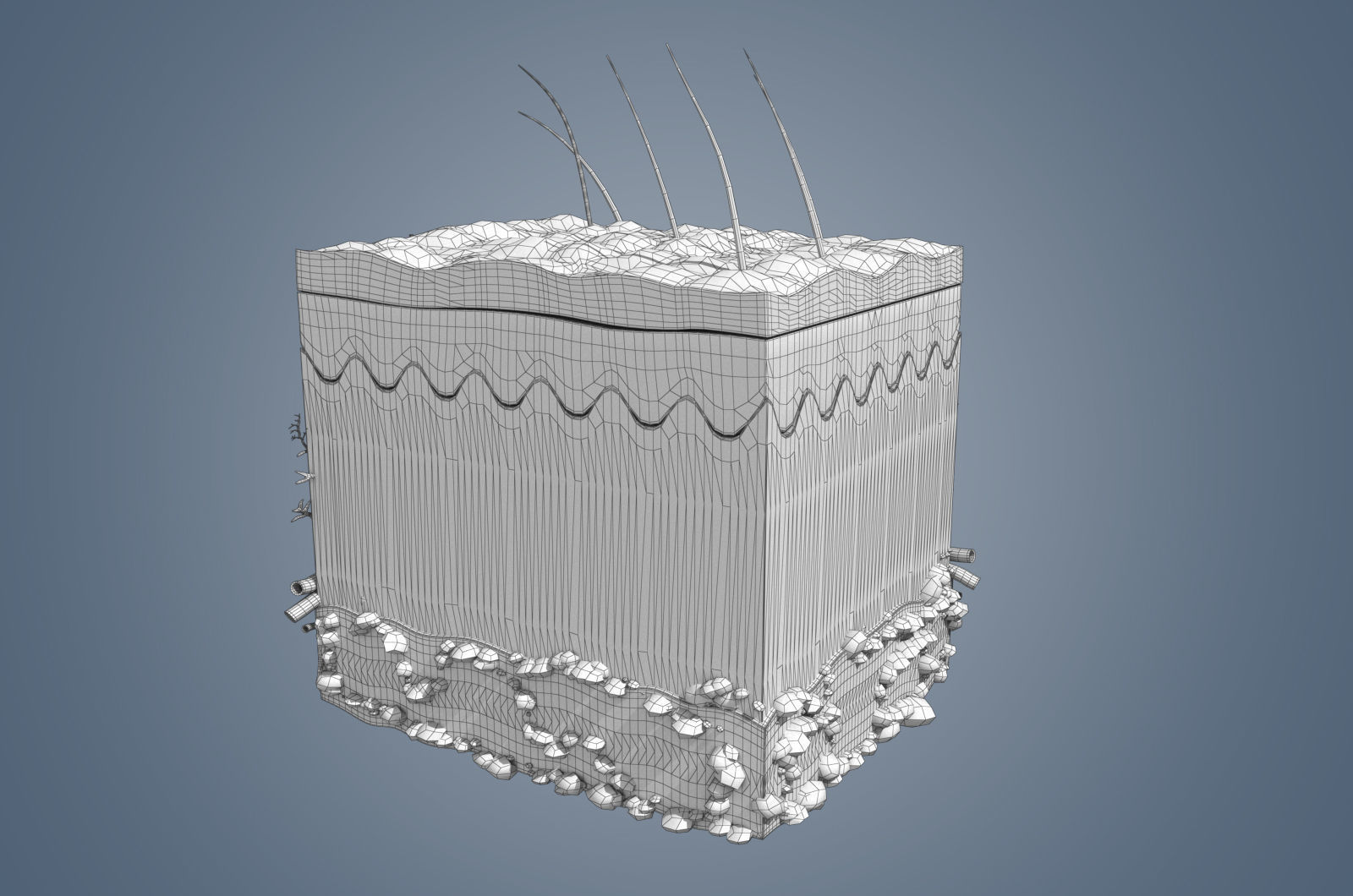 Skin cross sections-damaged skin with 8K textures 3Dmodel Low-poly 3D model_11