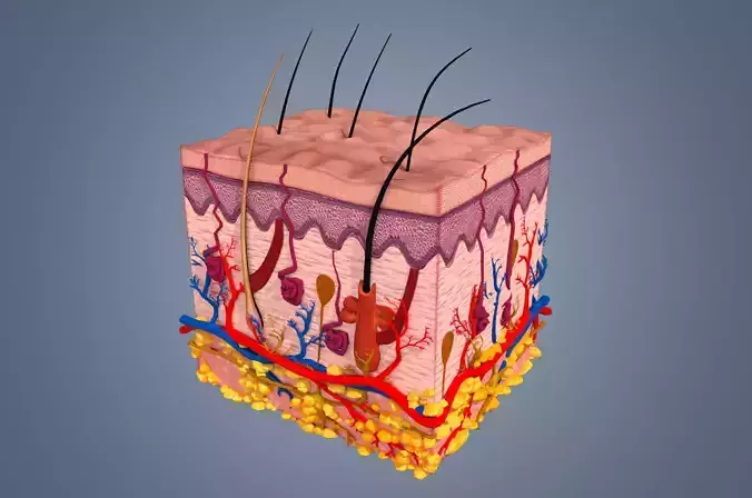 Skin cross sections-damaged skin with 8K textures 3Dmodel Low-poly 3D model