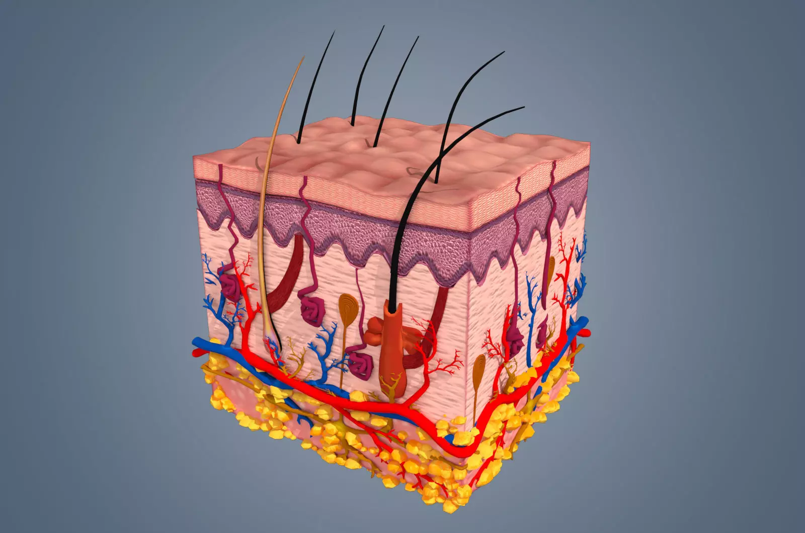 Skin cross sections-damaged skin with 8K textures 3Dmodel Low-poly 3D model_0