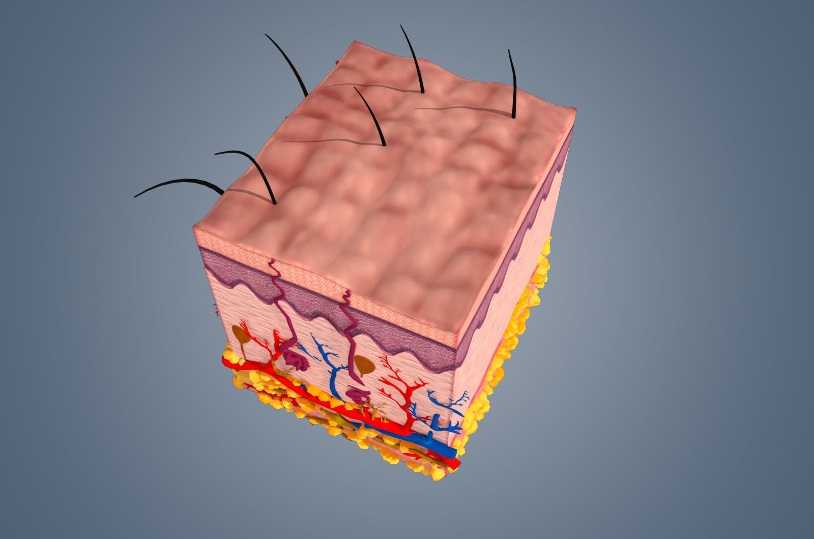 Skin cross sections-damaged skin with 8K textures 3Dmodel Low-poly 3D model_4
