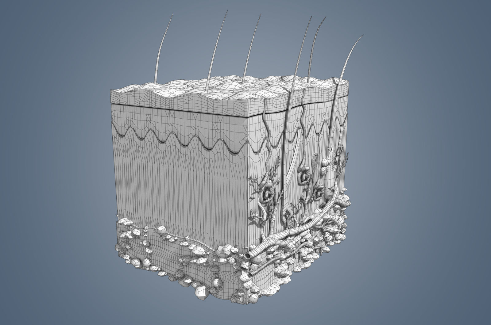 Skin cross sections-damaged skin with 8K textures 3Dmodel Low-poly 3D model_10