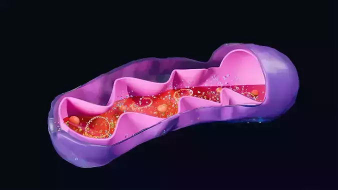Mitochondria Cross Section Anatomy 3D model