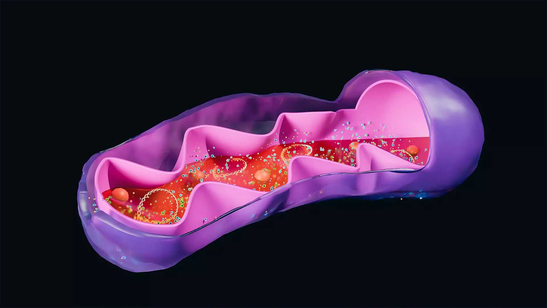 Mitochondria Cross Section Anatomy 3D model 3D model