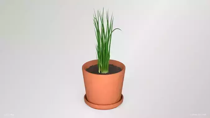 Chives Pot Plant