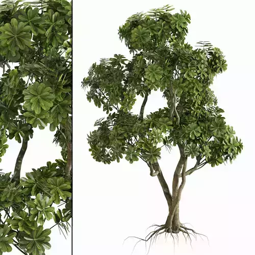 outdoor Plant Set 013