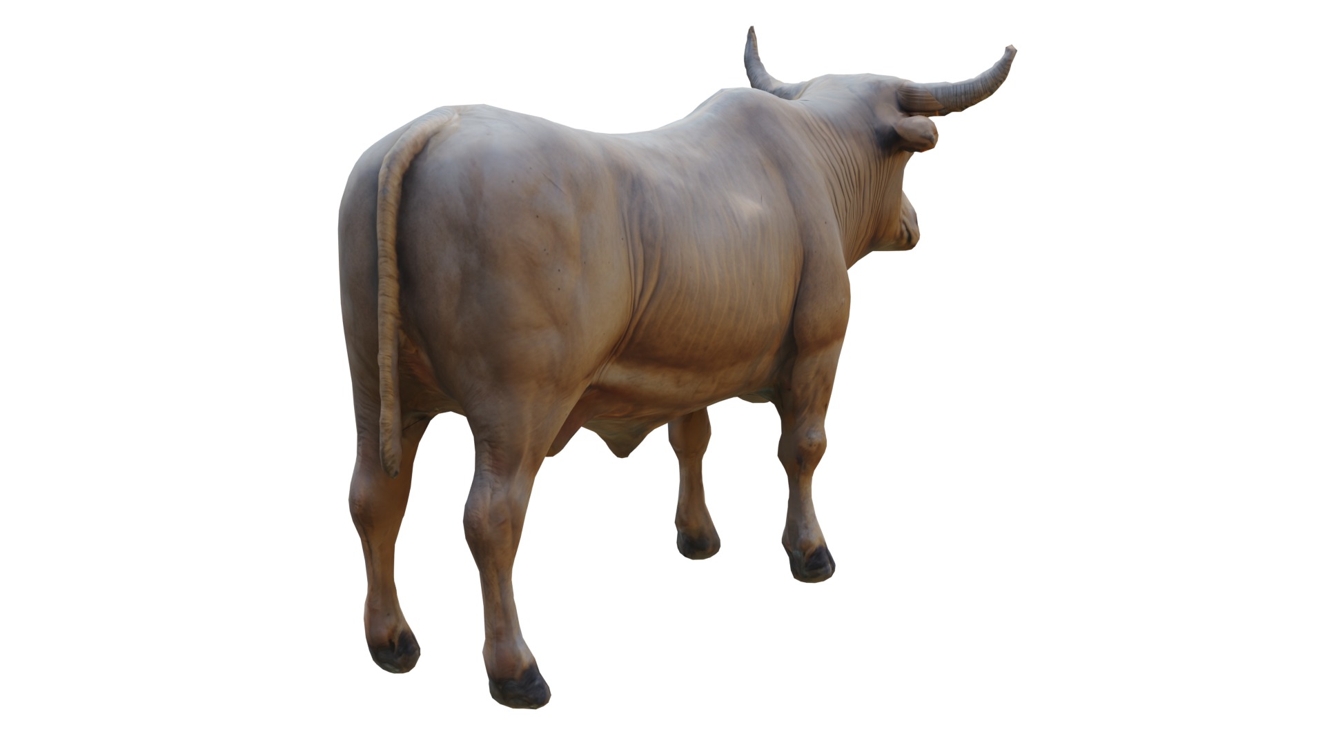 Realistic Cow Bull Low-poly 3D model_3