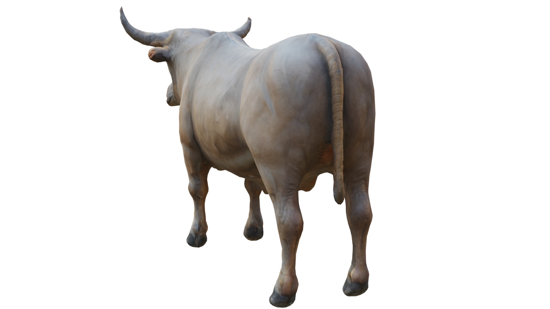 Realistic Cow Bull Low-poly 3D model_2