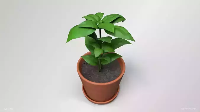 Basil Pot Plant