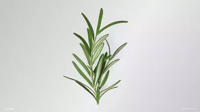 Rosemary Branch Low-poly 3D model