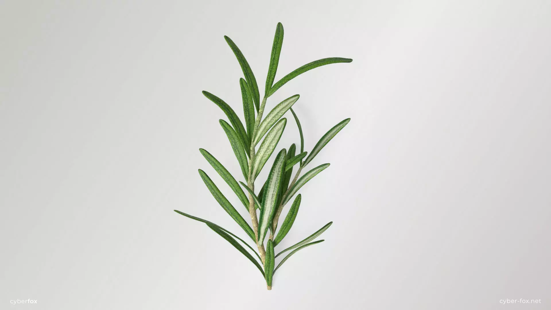 Rosemary Branch Low-poly 3D model_0