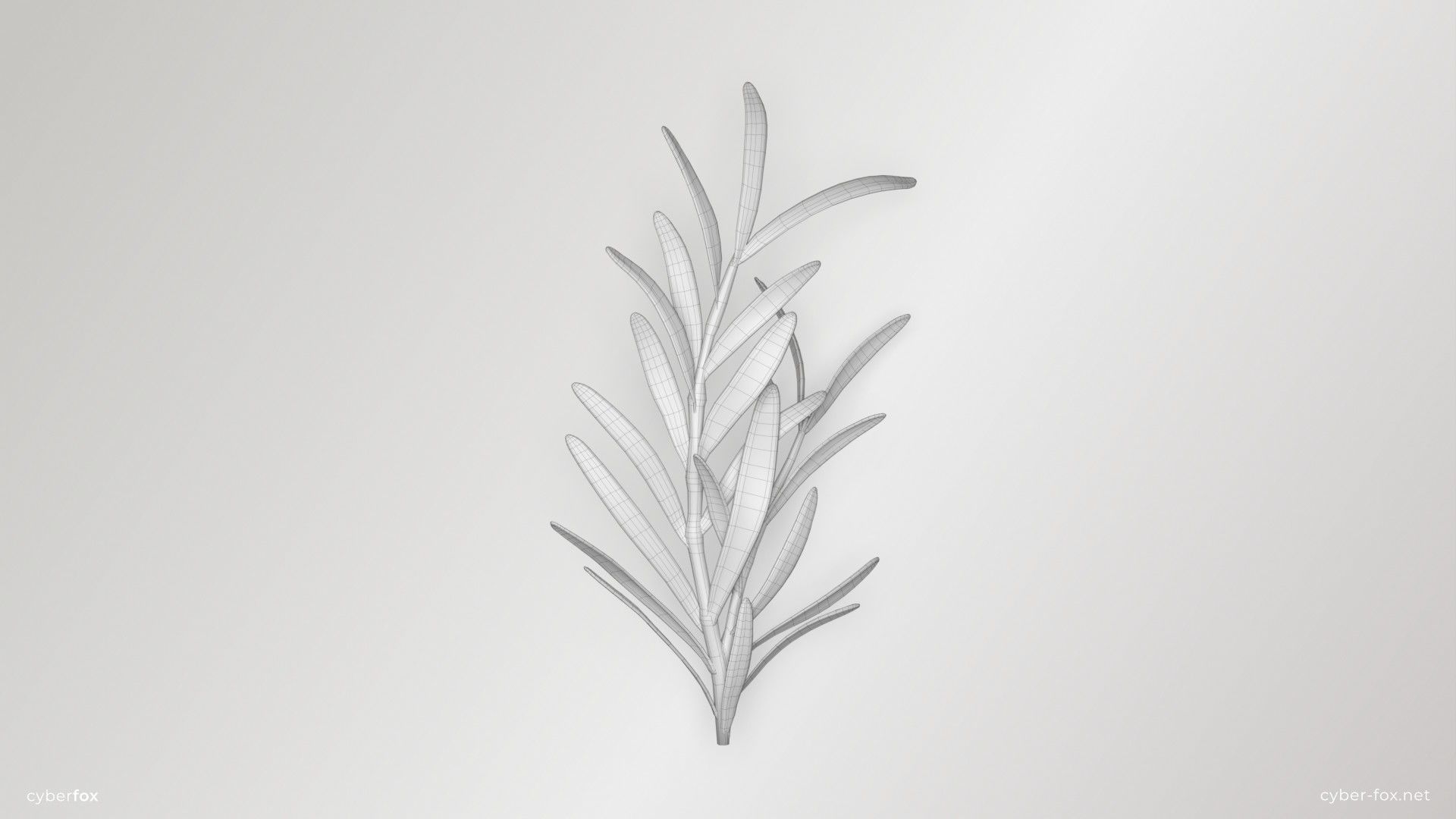 Rosemary Branch Low-poly 3D model_7