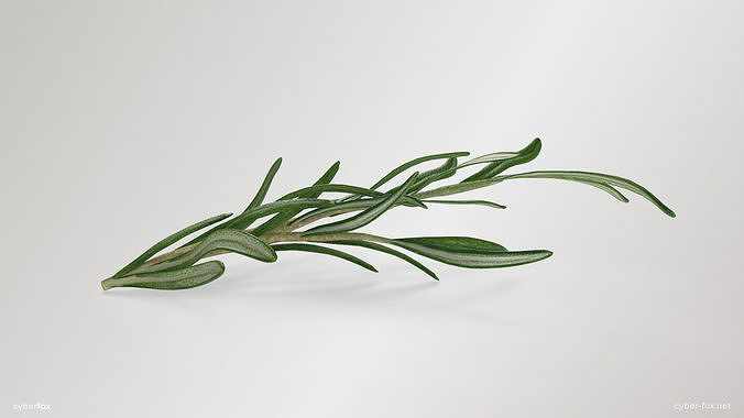 Rosemary Branch Low-poly 3D model 5