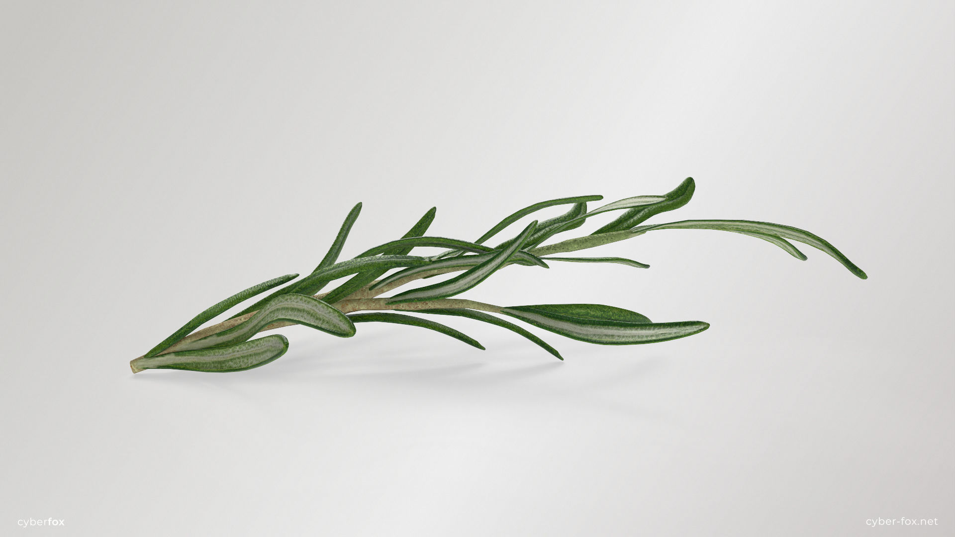Rosemary Branch Low-poly 3D model_4