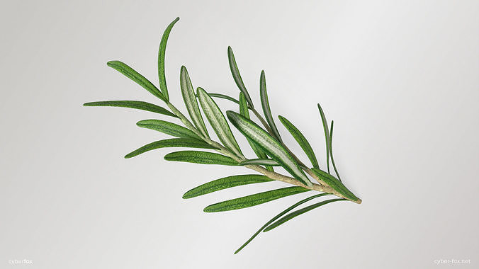 Rosemary Branch Low-poly 3D model 2