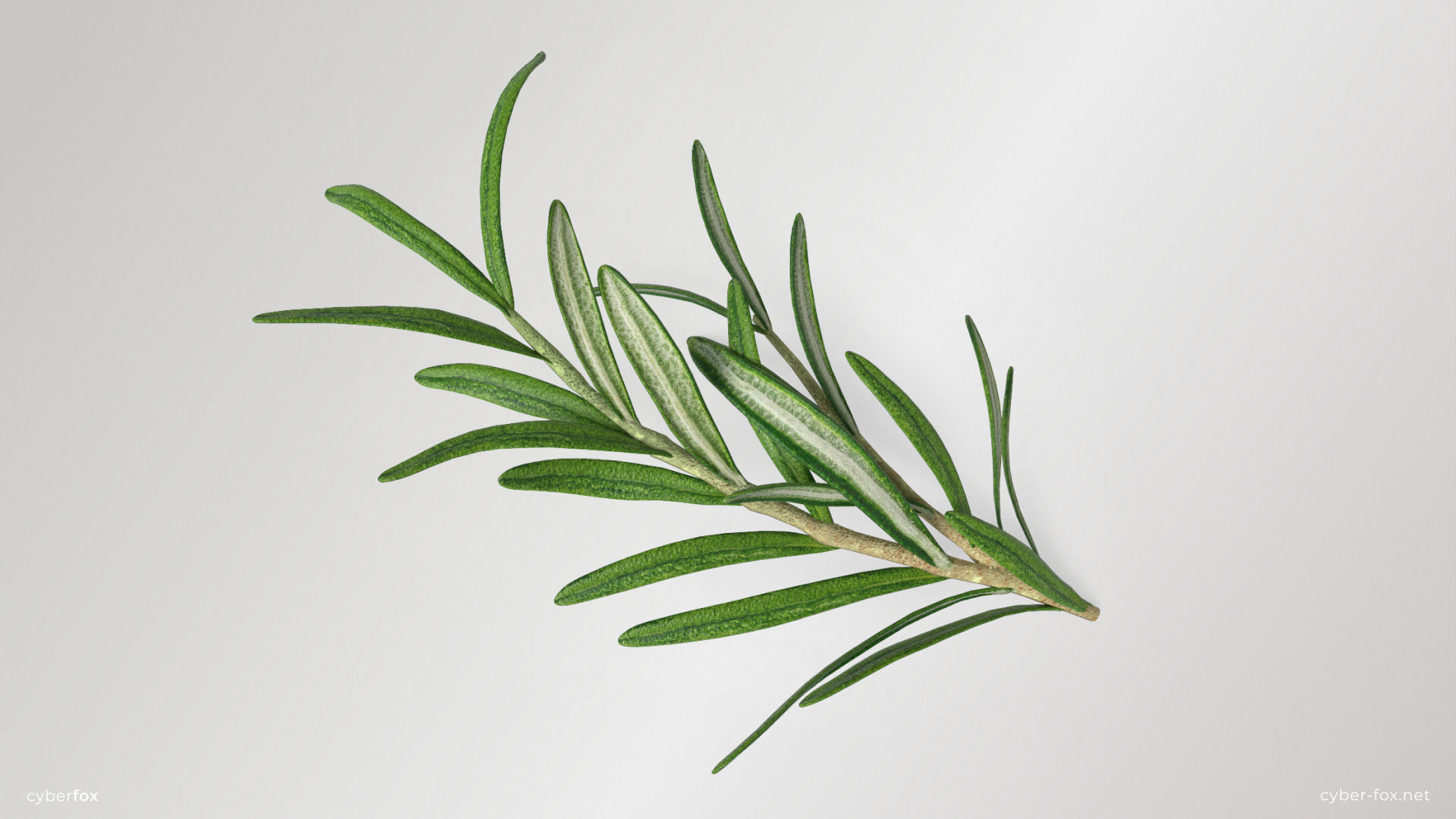 Rosemary Branch Low-poly 3D model_1