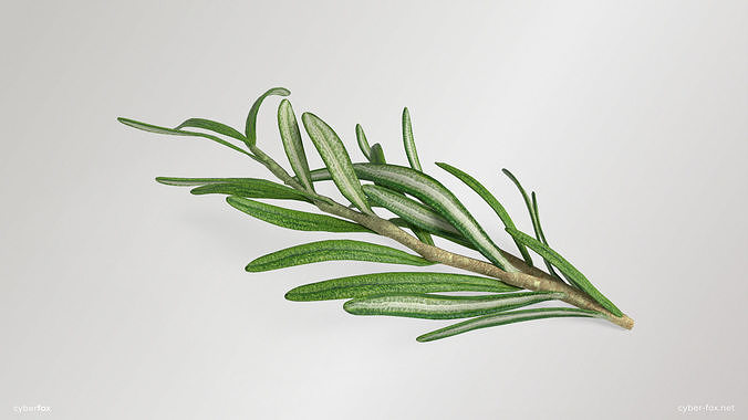 Rosemary Branch Low-poly 3D model 4
