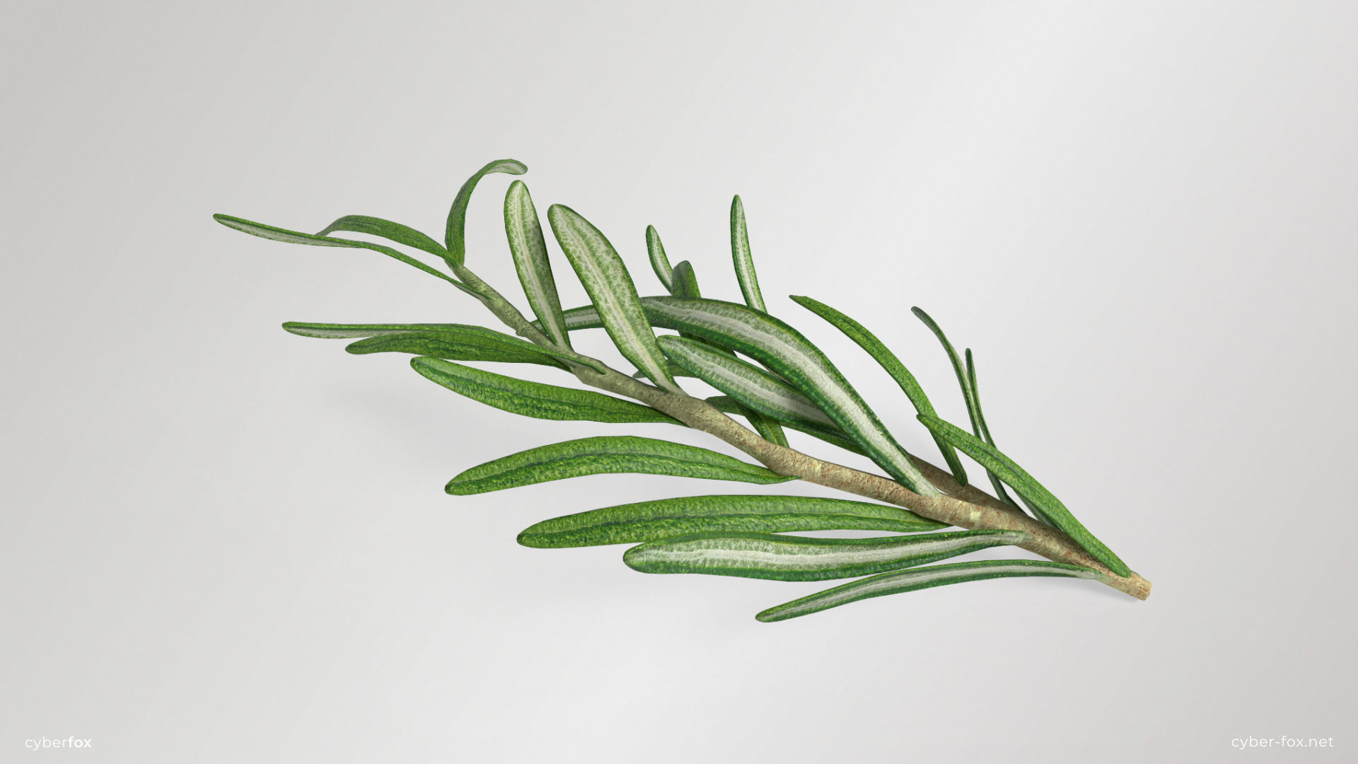 Rosemary Branch Low-poly 3D model_3
