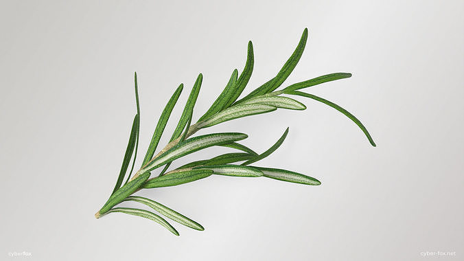 Rosemary Branch Low-poly 3D model 3