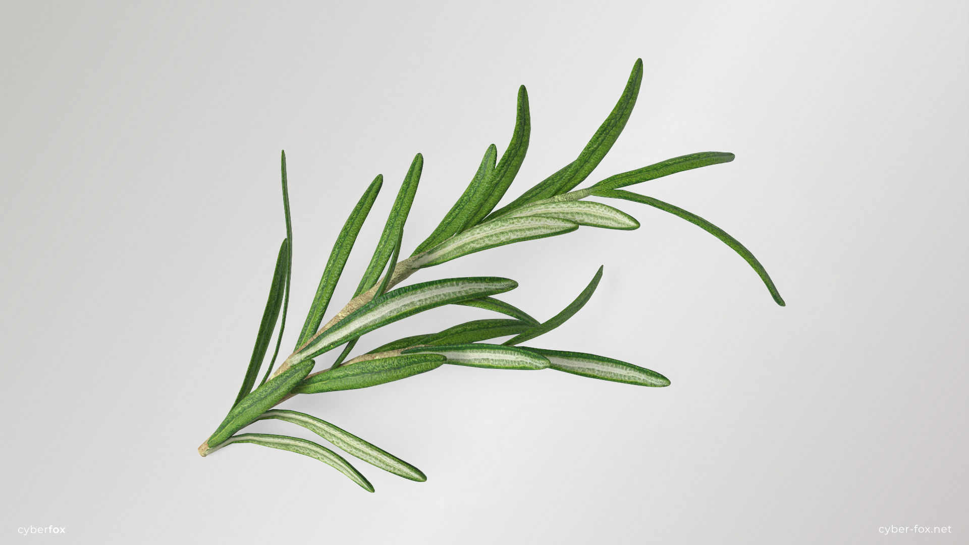 Rosemary Branch Low-poly 3D model_2