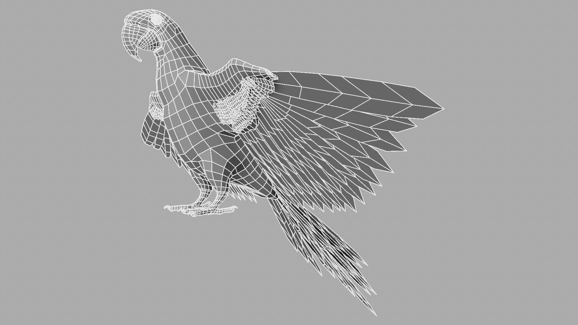 Parrot Rigged and Animated 3D model_21
