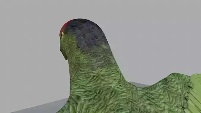 Parrot Rigged and Animated 3D model