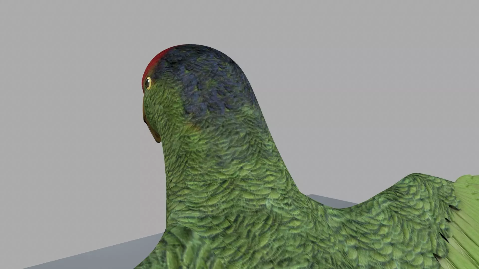 Parrot Rigged and Animated 3D model_0