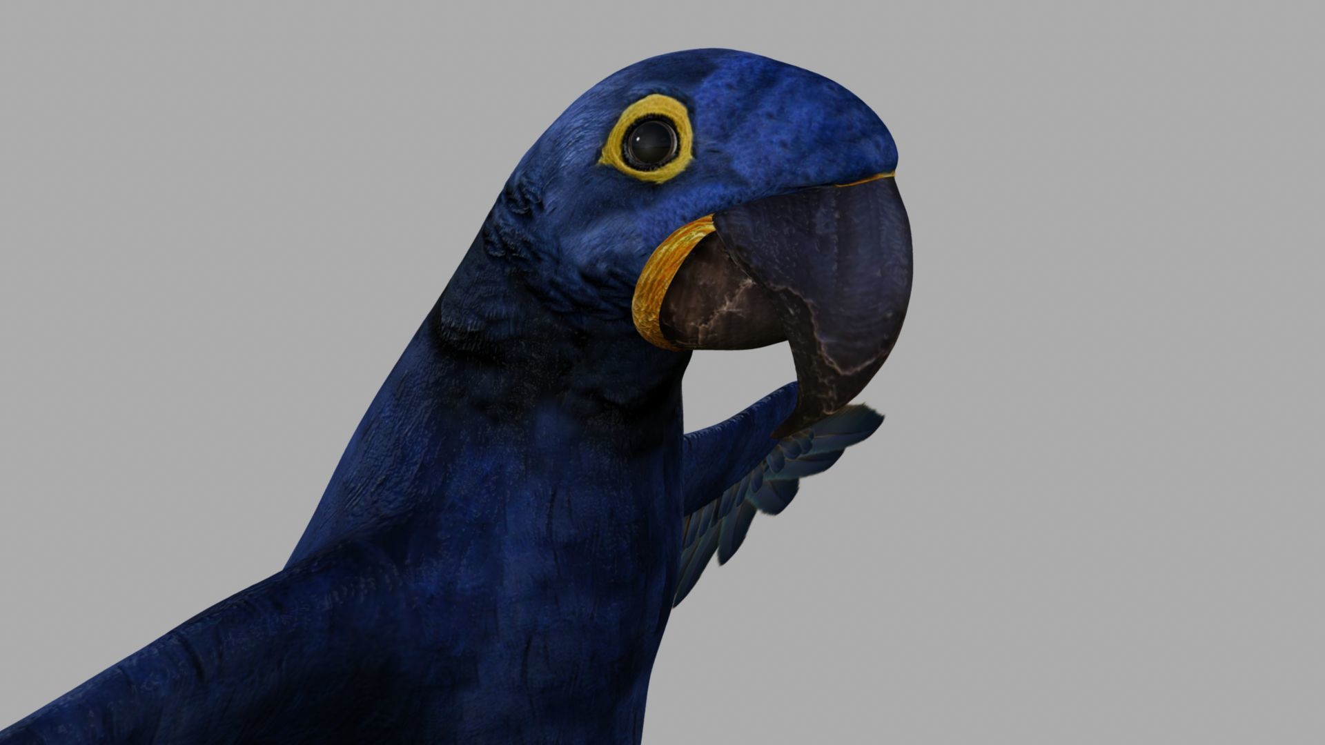 Parrot Rigged and Animated 3D model_58