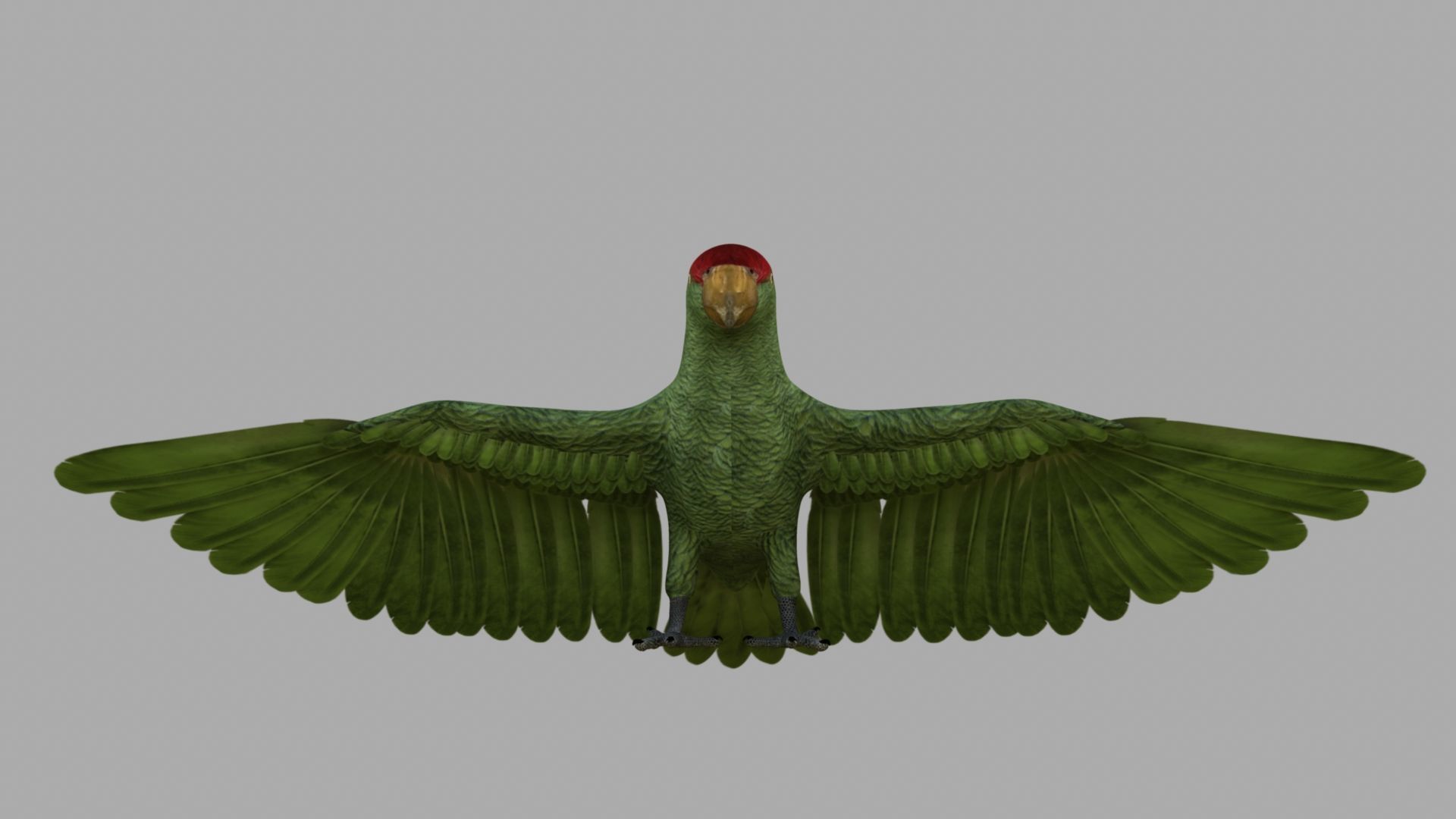 Parrot Rigged and Animated 3D model_6