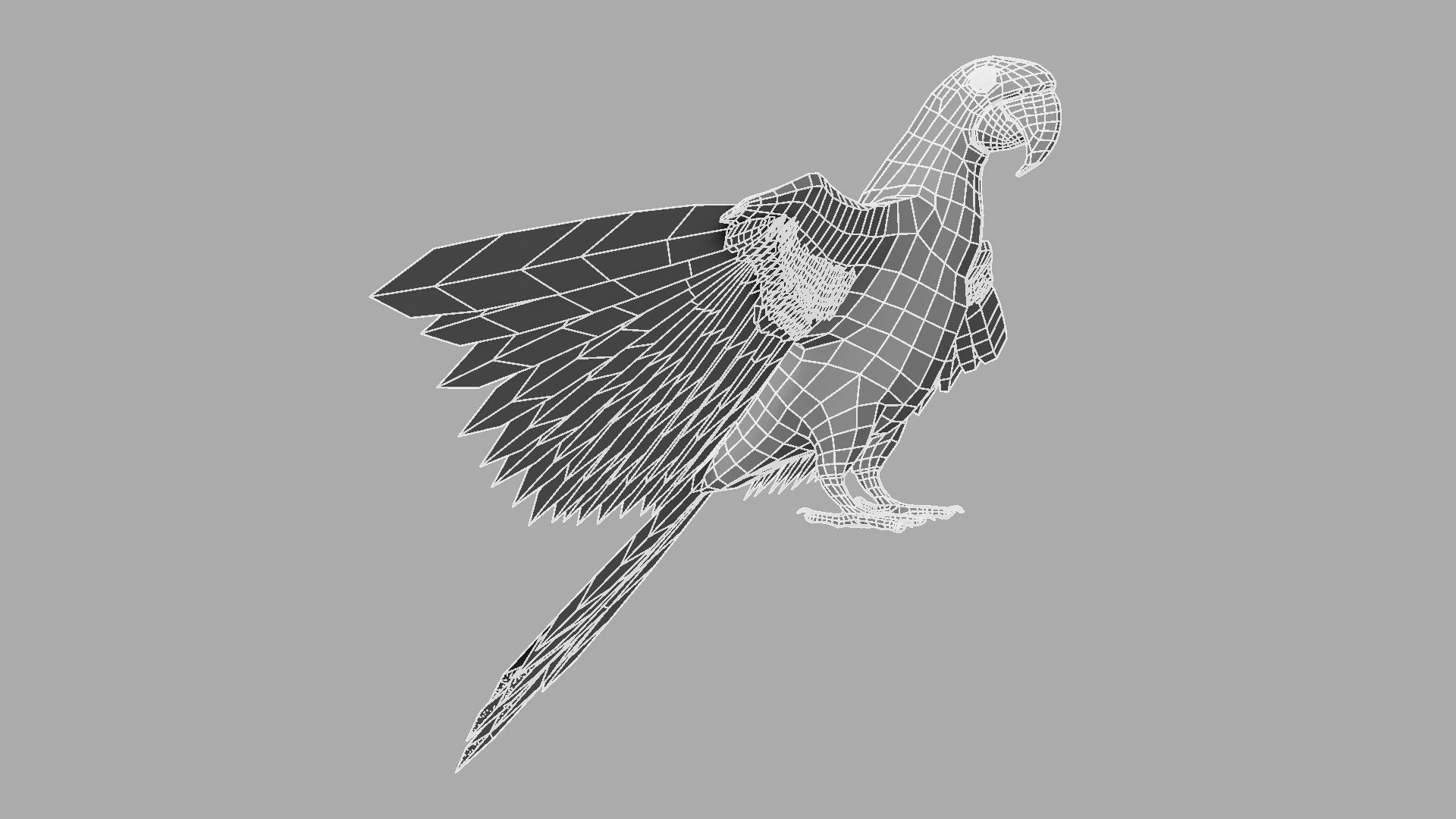 Parrot Rigged and Animated 3D model_19