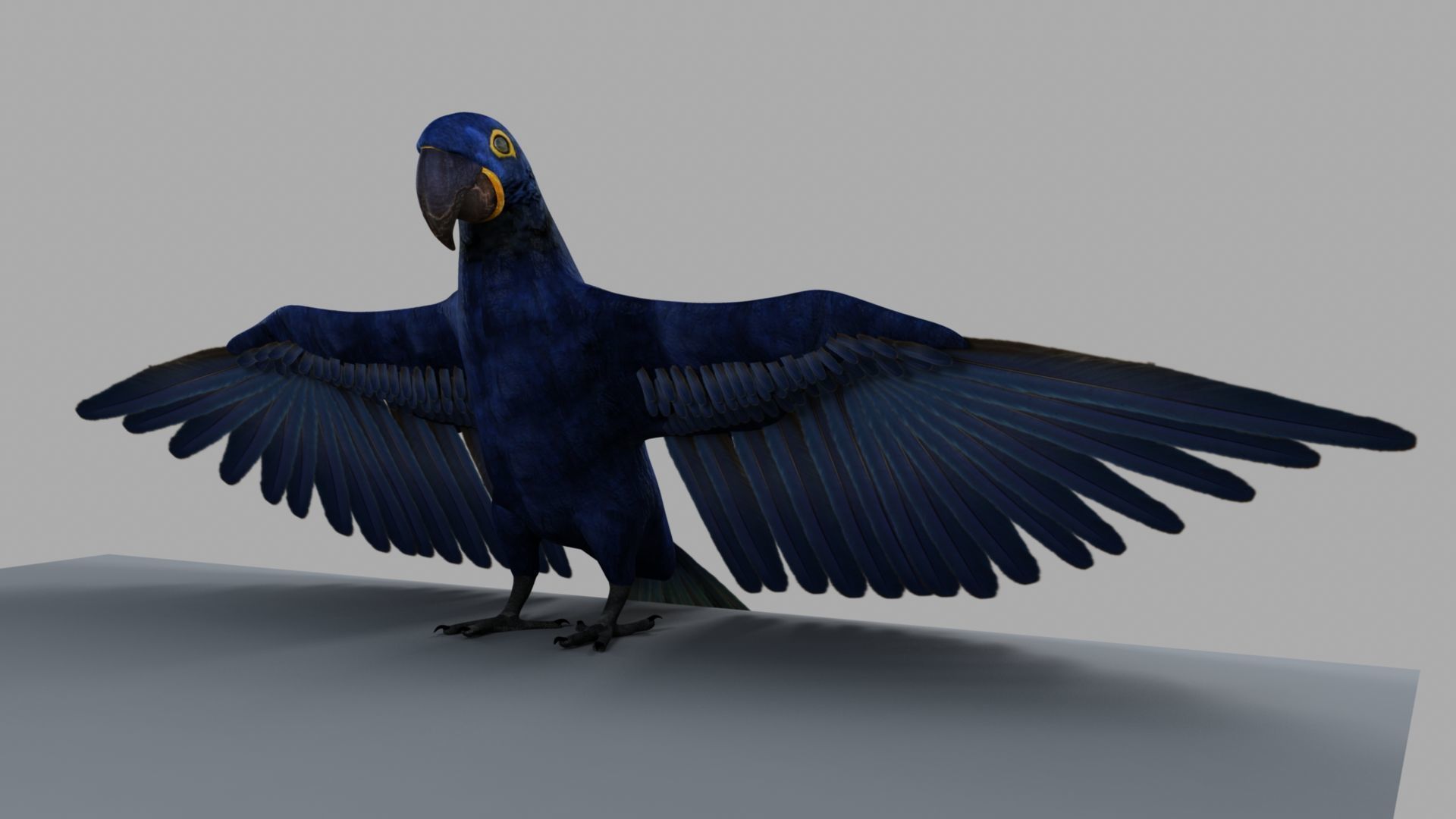 Parrot Rigged and Animated 3D model_3