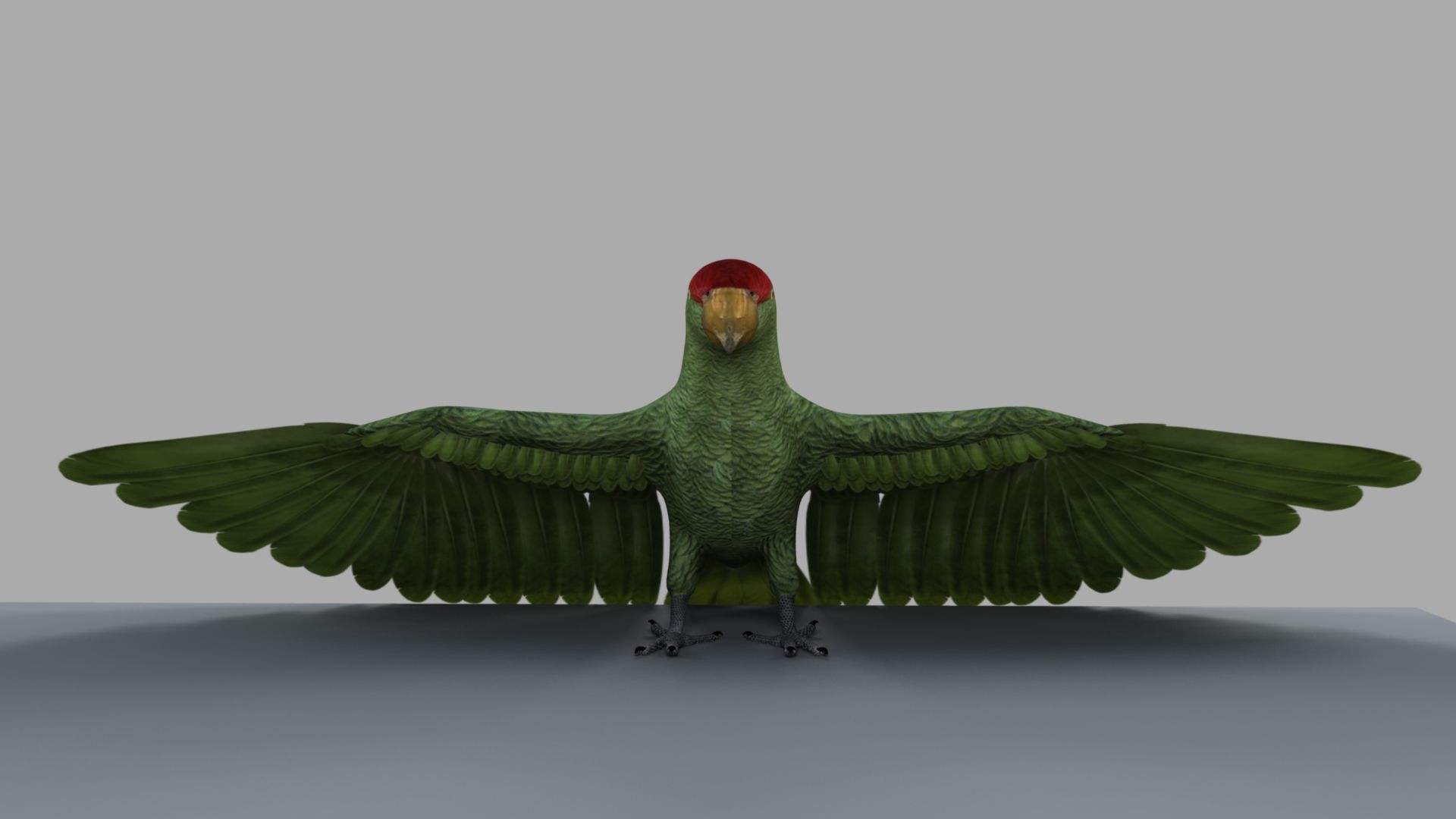 Parrot Rigged and Animated 3D model_4