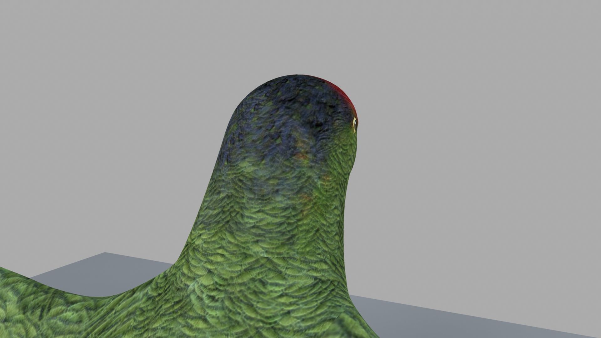 Parrot Rigged and Animated 3D model_24