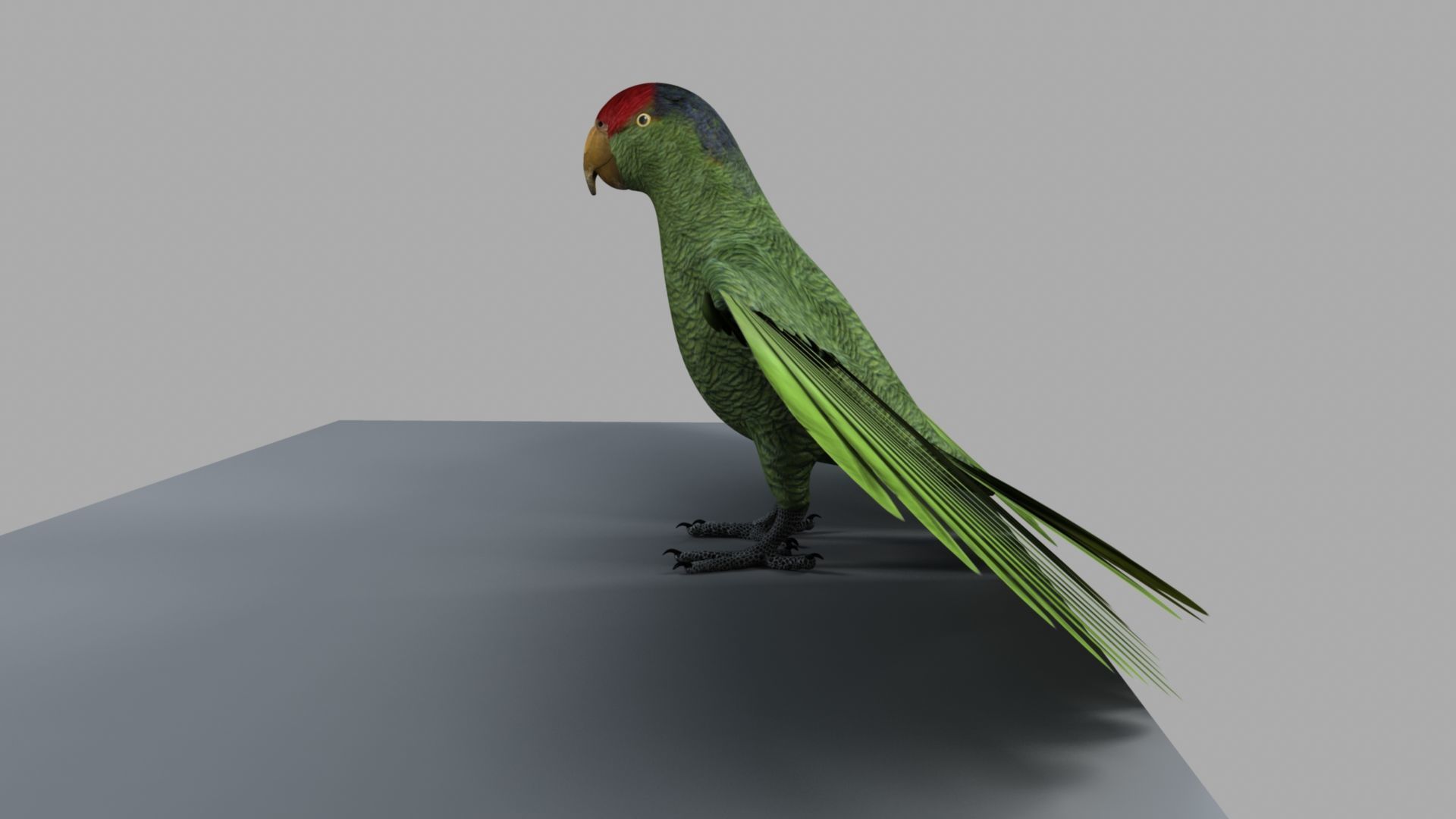 Parrot Rigged and Animated 3D model_10
