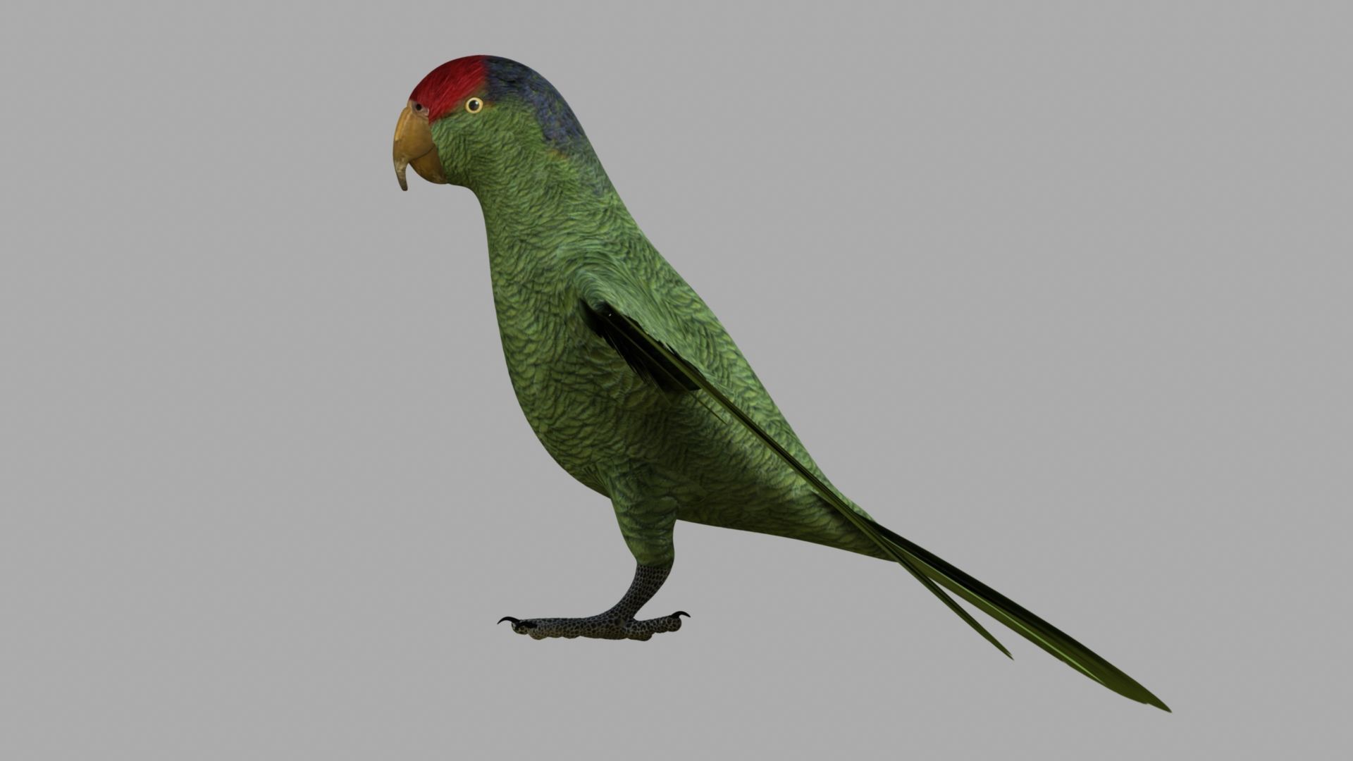 Parrot Rigged and Animated 3D model_18