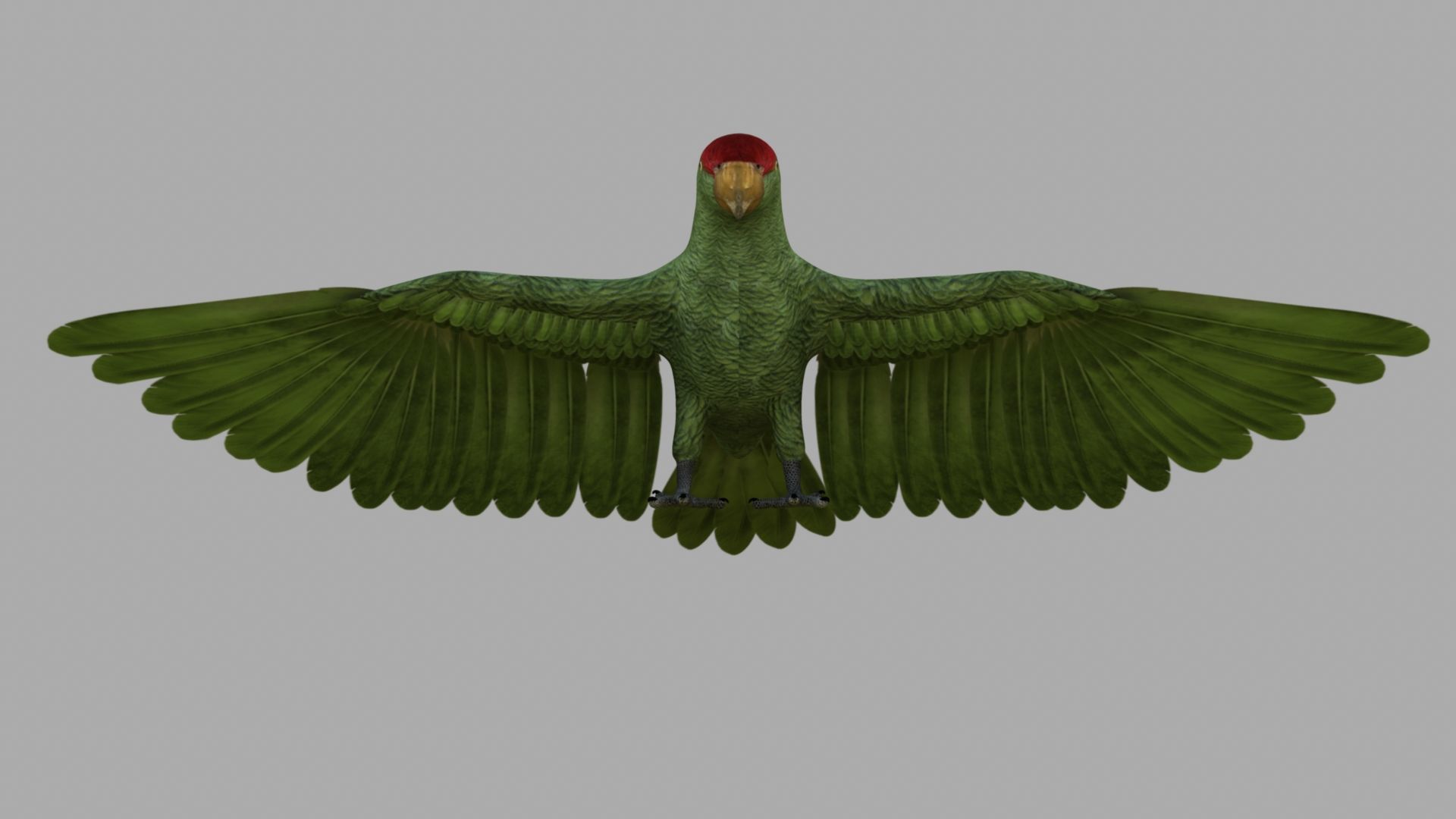 Parrot Rigged and Animated 3D model_16