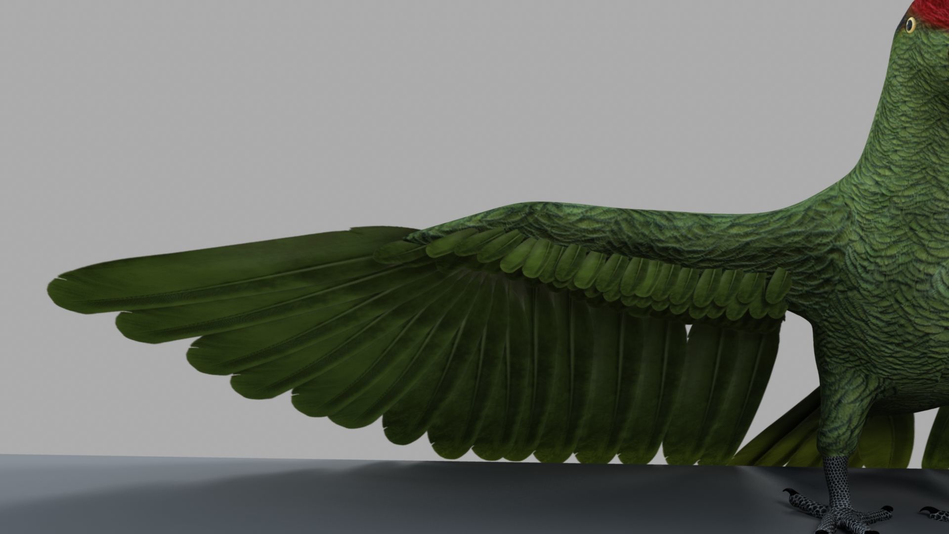Parrot Rigged and Animated 3D model_14