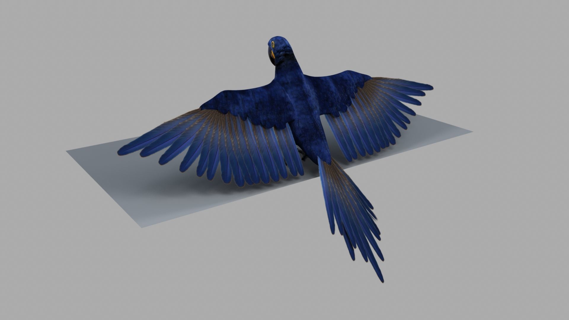 Parrot Rigged and Animated 3D model_50