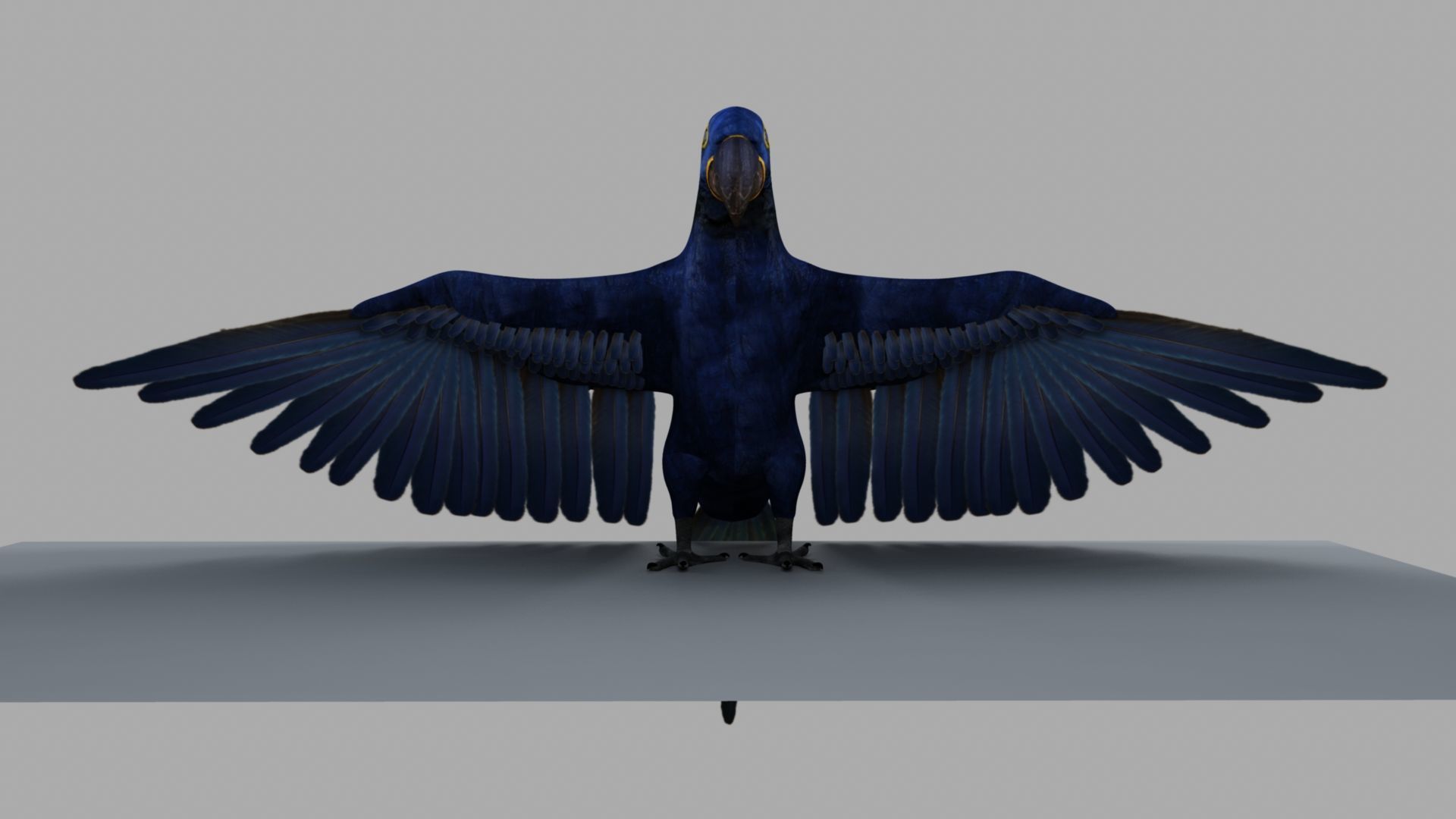 Parrot Rigged and Animated 3D model_52