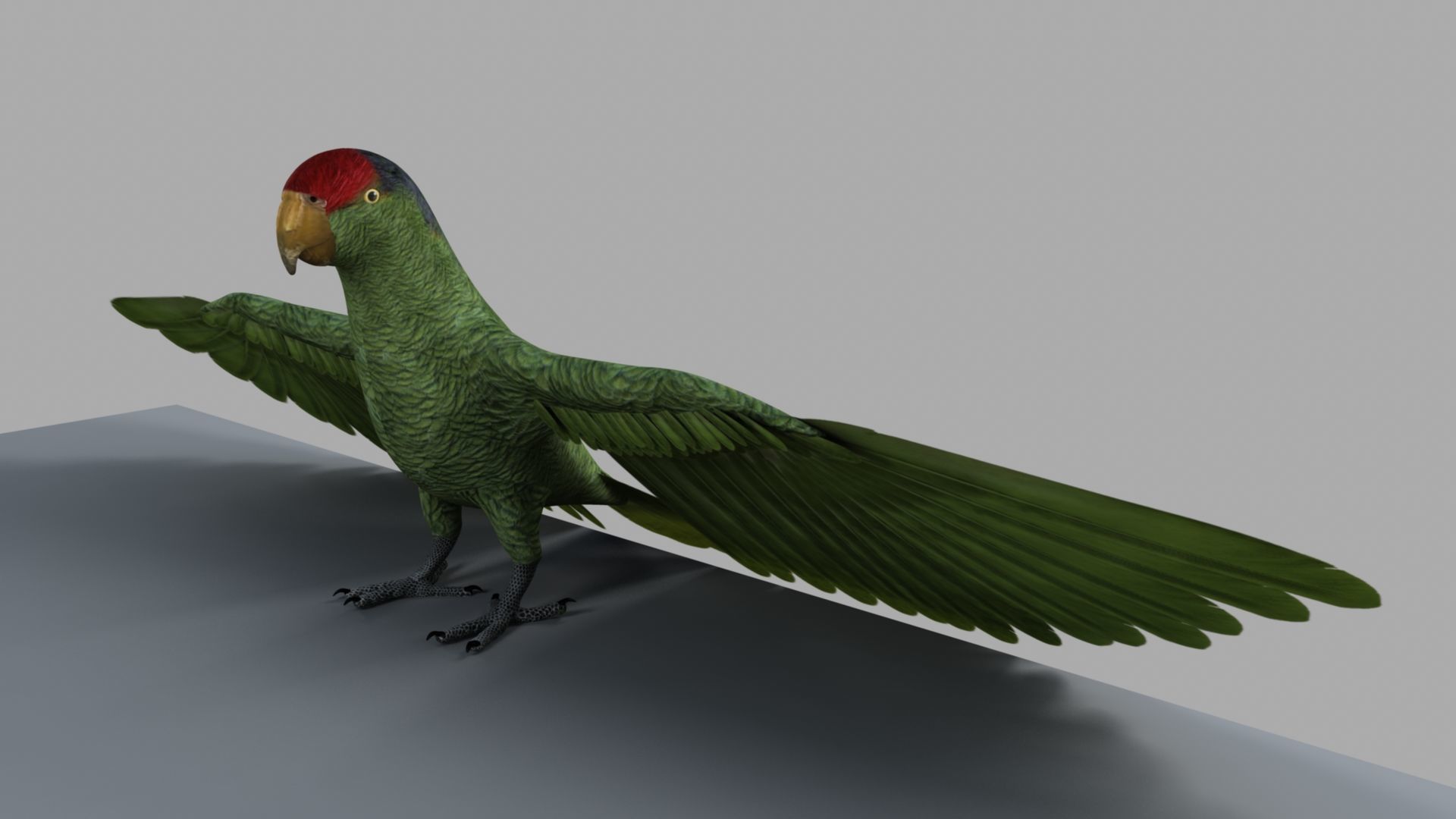 Parrot Rigged and Animated 3D model_46