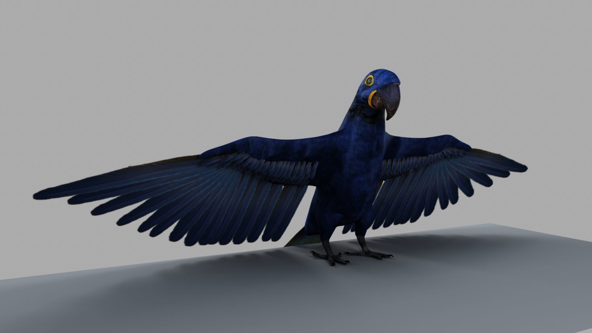 Parrot Rigged and Animated 3D model_25