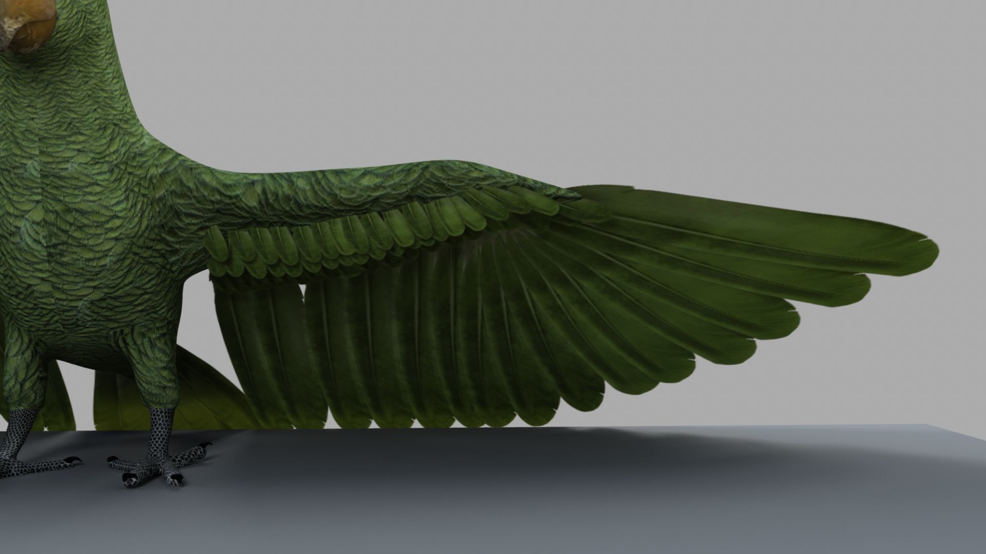 Parrot Rigged and Animated 3D model_12