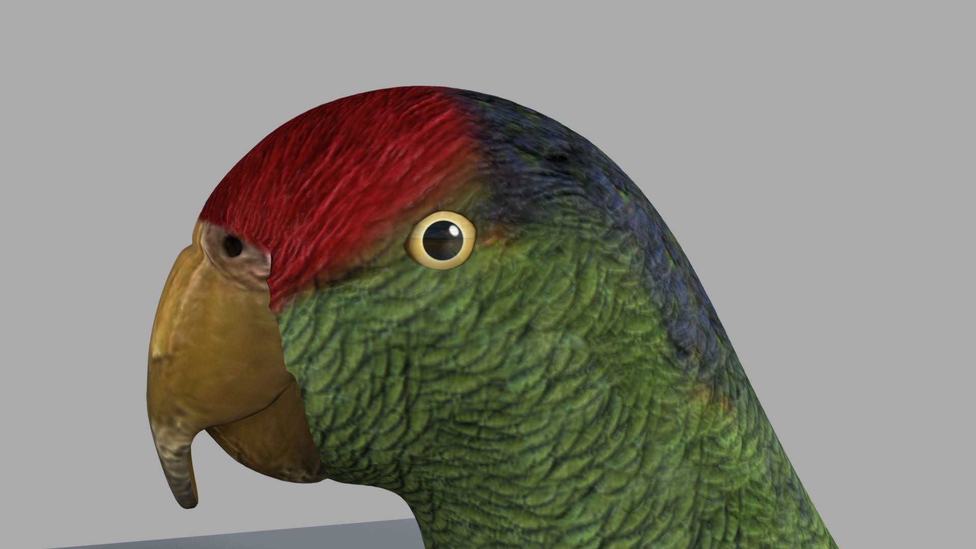 Parrot Rigged and Animated 3D model_53