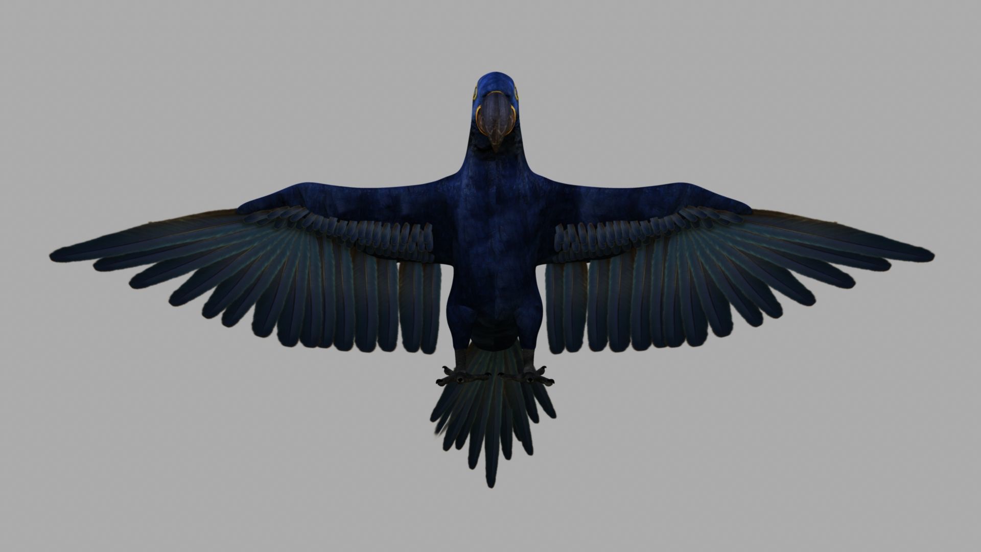 Parrot Rigged and Animated 3D model_54