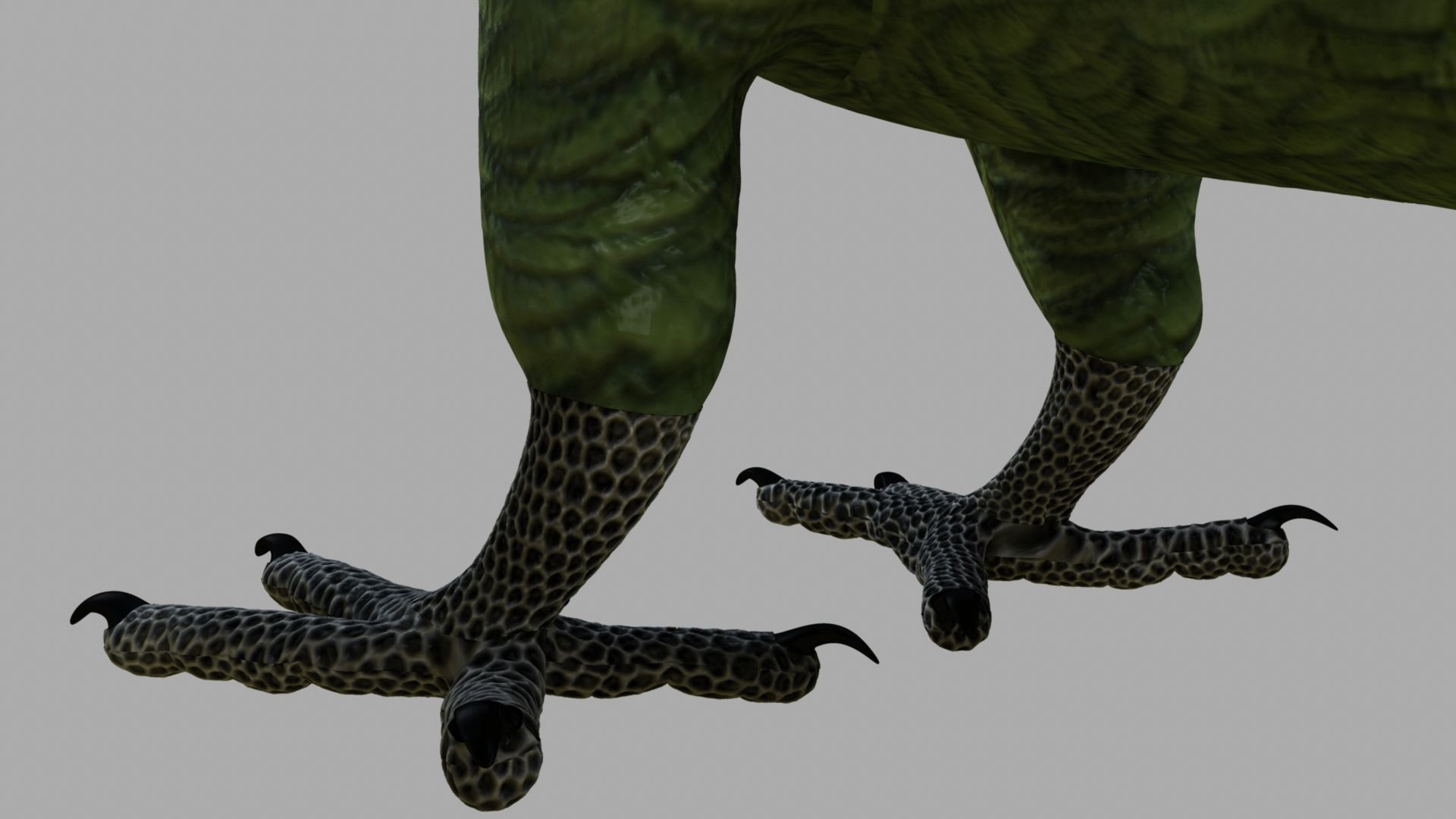 Parrot Rigged and Animated 3D model_8