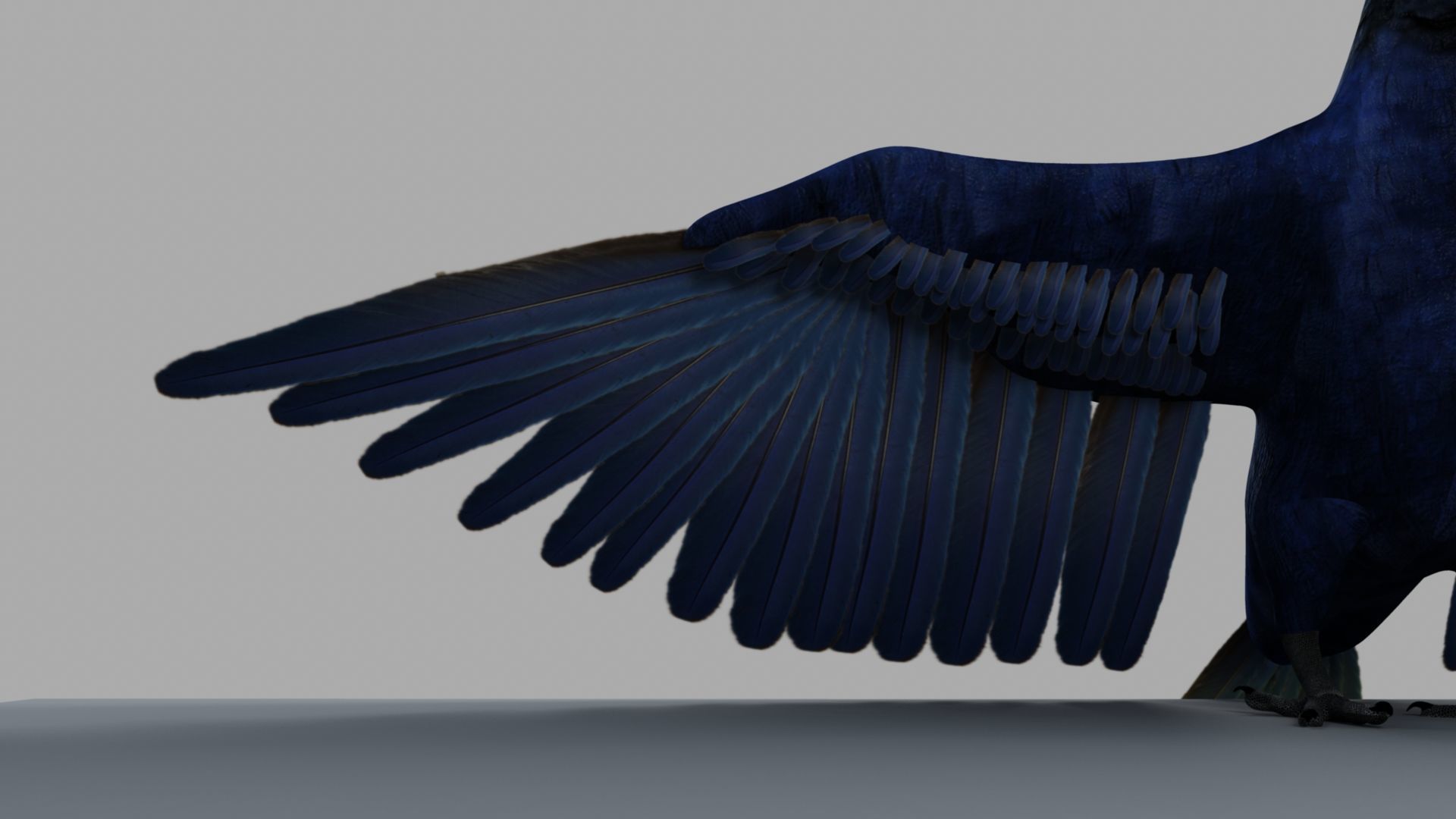 Parrot Rigged and Animated 3D model_13
