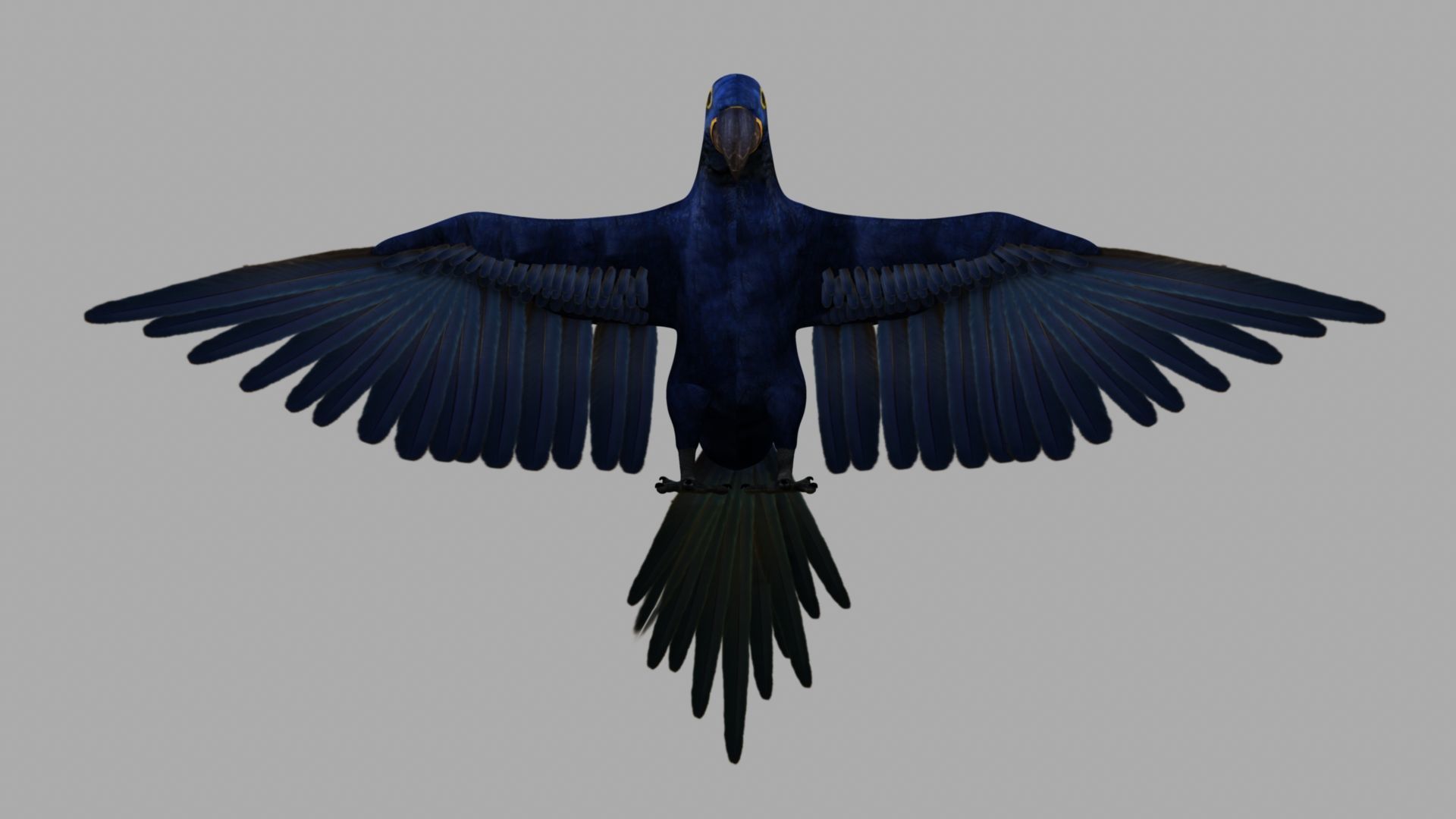 Parrot Rigged and Animated 3D model_15