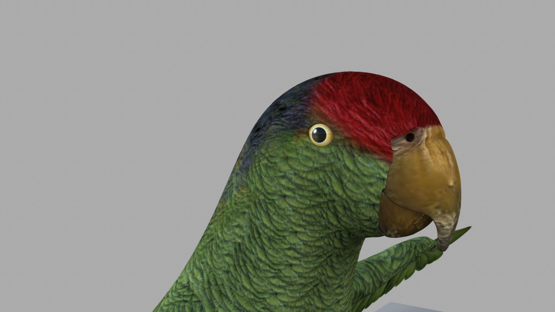 Parrot Rigged and Animated 3D model_51