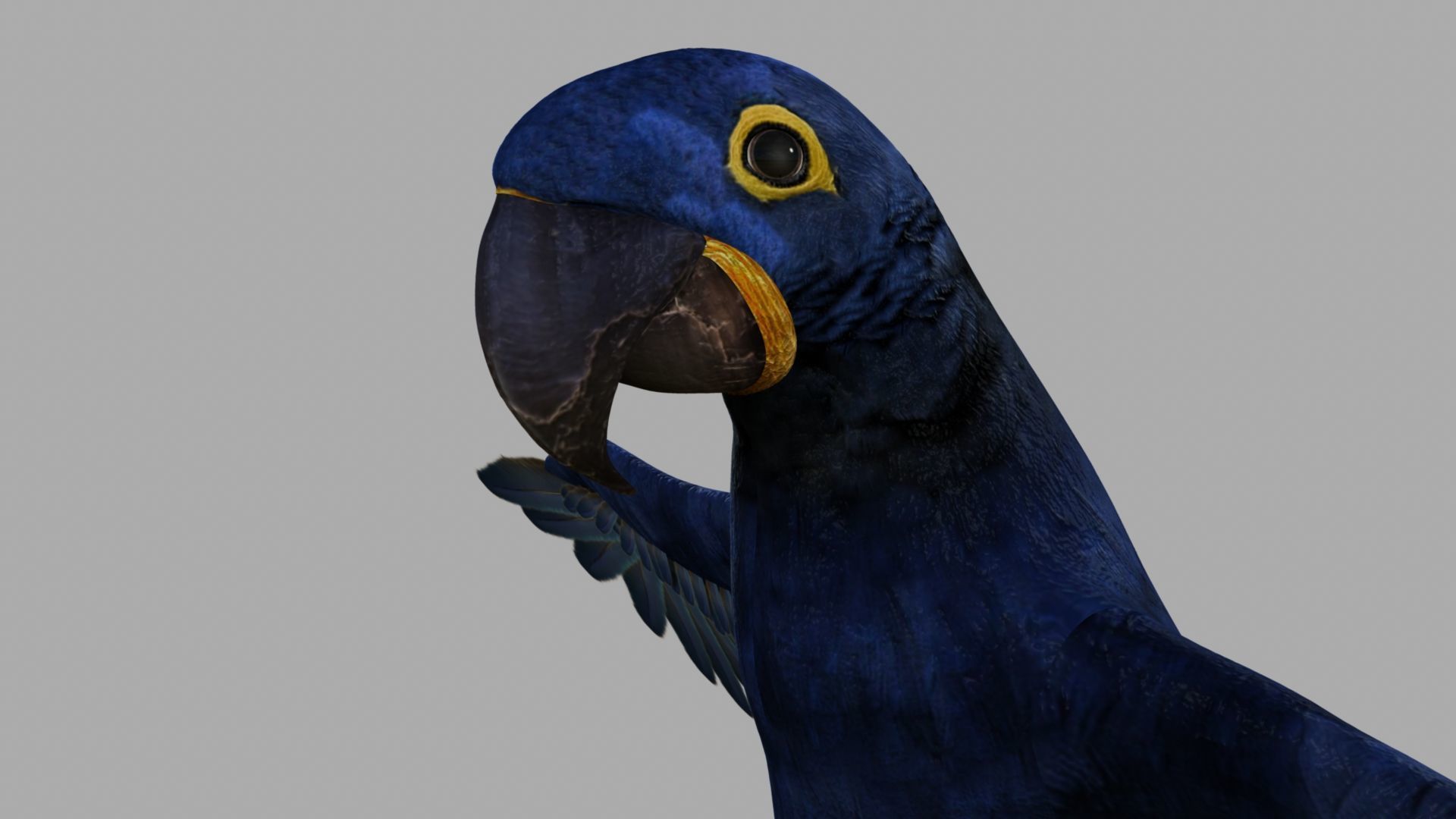 Parrot Rigged and Animated 3D model_56