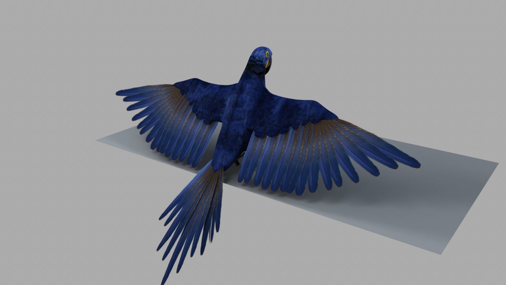 Parrot Rigged and Animated 3D model_47