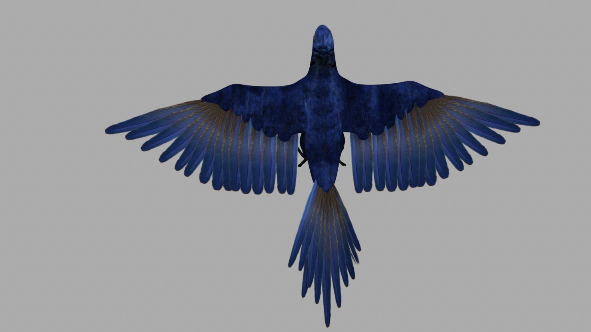 Parrot Rigged and Animated 3D model_60